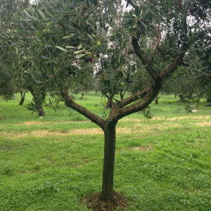 Adotta un ulivo giovane