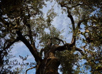 La raccolta delle olive - Olio Ciccolella