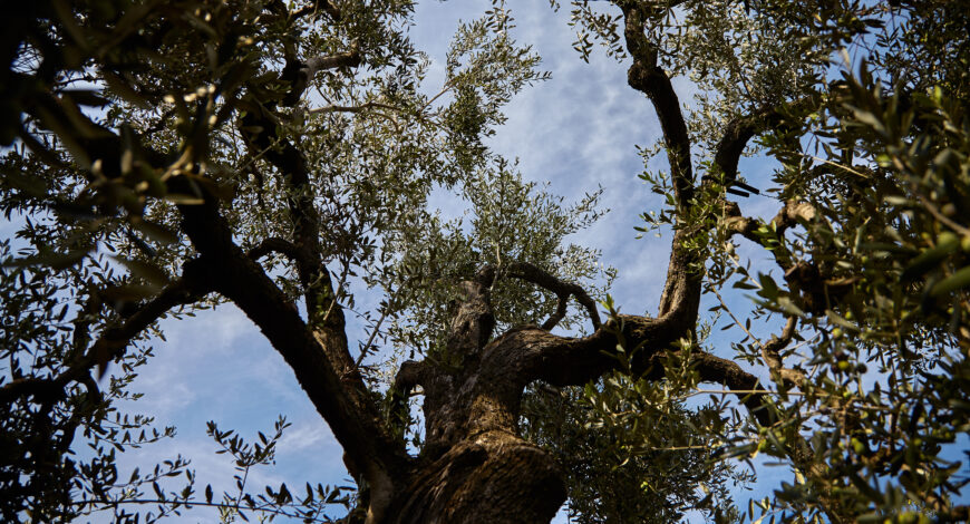 La raccolta delle olive - Olio Ciccolella
